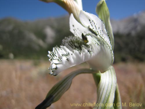 Chloraea incisaの写真