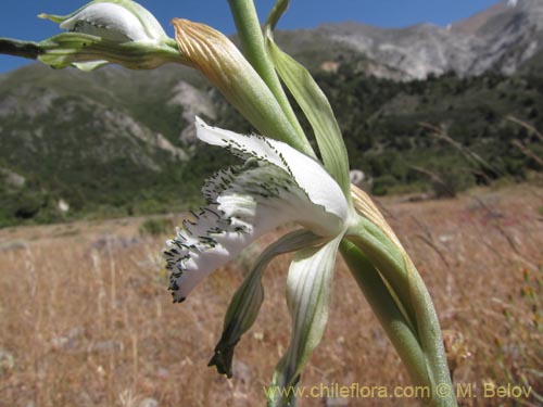 Фотография Chloraea incisa (). Щелкните, чтобы увеличить вырез.