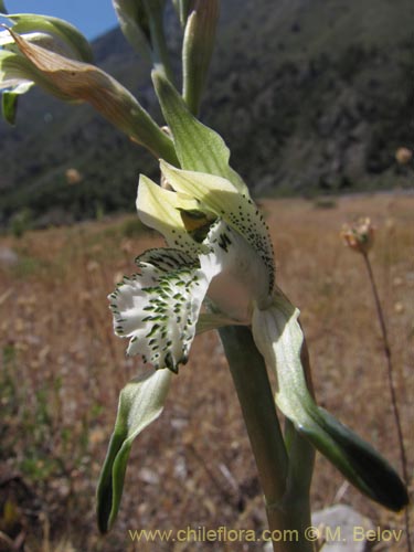 Bild von Chloraea incisa (). Klicken Sie, um den Ausschnitt zu vergrössern.