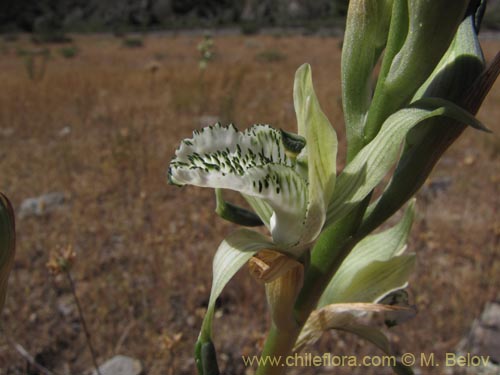 Фотография Chloraea incisa (). Щелкните, чтобы увеличить вырез.