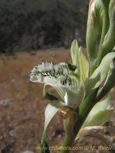 Chloraea incisaの写真