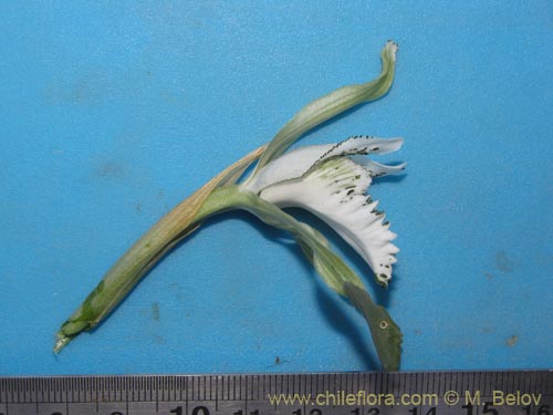 Image of Chloraea incisa (). Click to enlarge parts of image.