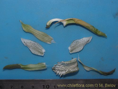 Chloraea incisa的照片