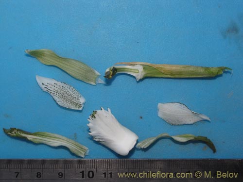 Image of Chloraea incisa (). Click to enlarge parts of image.