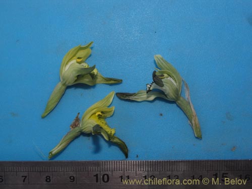 Фотография Chloraea cristata (orquidea amarilla). Щелкните, чтобы увеличить вырез.