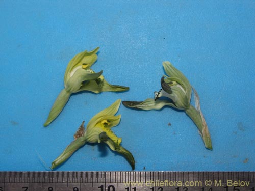 Image of Chloraea cristata (orquidea amarilla). Click to enlarge parts of image.