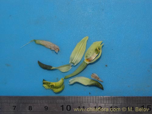 Фотография Chloraea cristata (orquidea amarilla). Щелкните, чтобы увеличить вырез.
