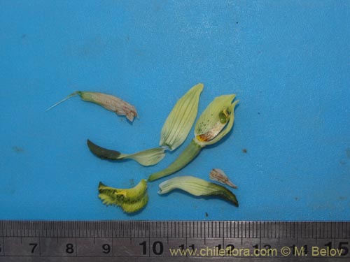 Image of Chloraea cristata (orquidea amarilla). Click to enlarge parts of image.