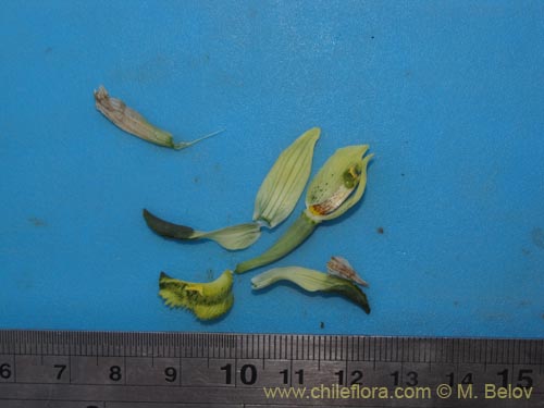 Image of Chloraea cristata (orquidea amarilla). Click to enlarge parts of image.