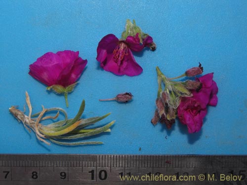 Image of Montiopsis umbellata (). Click to enlarge parts of image.