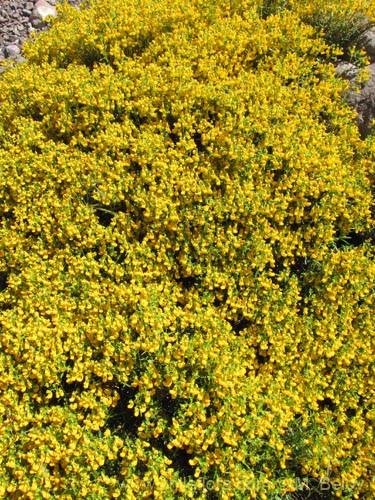 Image of Calceolaria hypericina (). Click to enlarge parts of image.