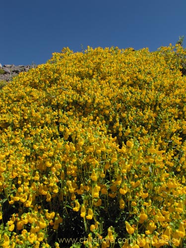 Image of Calceolaria hypericina (). Click to enlarge parts of image.