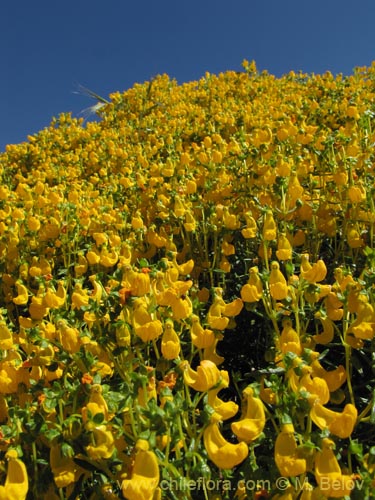 Image of Calceolaria hypericina (). Click to enlarge parts of image.