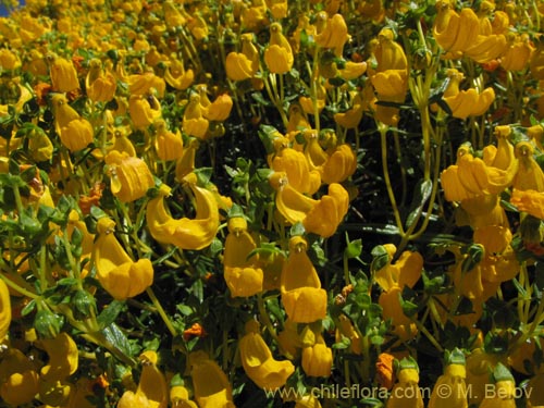 Image of Calceolaria hypericina (). Click to enlarge parts of image.