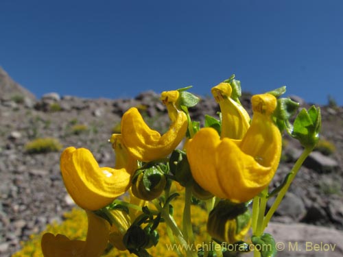 Image of Calceolaria hypericina (). Click to enlarge parts of image.