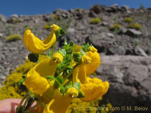 Фотография Calceolaria hypericina (). Щелкните, чтобы увеличить вырез.