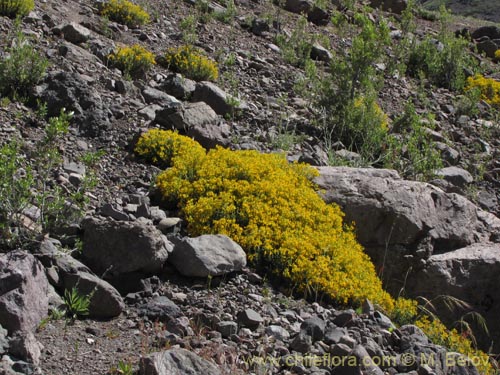 Image of Calceolaria hypericina (). Click to enlarge parts of image.