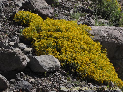 Image of Calceolaria hypericina (). Click to enlarge parts of image.