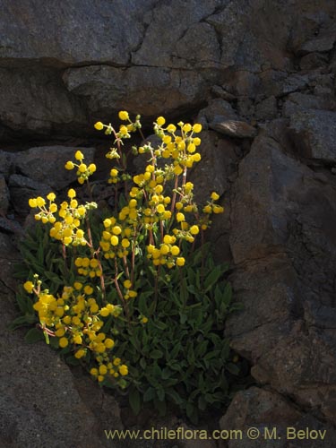 Imágen de Calceolaria pallida (). Haga un clic para aumentar parte de imágen.