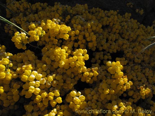 Image of Calceolaria pallida (). Click to enlarge parts of image.