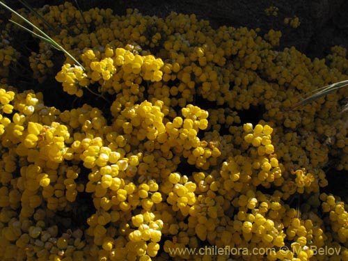 Image of Calceolaria pallida (). Click to enlarge parts of image.