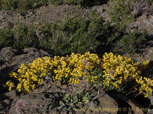 Image of Calceolaria pallida (). Click to enlarge parts of image.