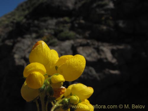 Imágen de Calceolaria pallida (). Haga un clic para aumentar parte de imágen.