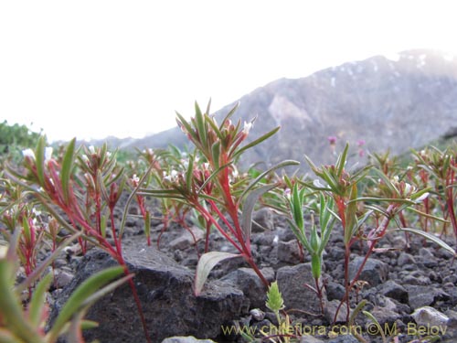 Bild von Gayophytum humile (). Klicken Sie, um den Ausschnitt zu vergrössern.