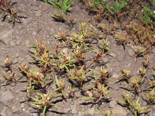 Bild von Gayophytum humile (). Klicken Sie, um den Ausschnitt zu vergrössern.