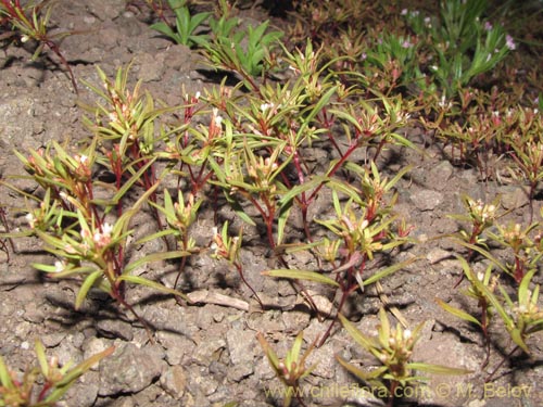 Bild von Gayophytum humile (). Klicken Sie, um den Ausschnitt zu vergrössern.