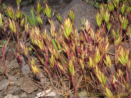 Фотография Poaceae sp. #2175 (). Щелкните, чтобы увеличить вырез.