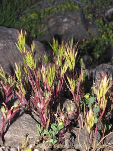 Imágen de Poaceae sp. #2175 (). Haga un clic para aumentar parte de imágen.