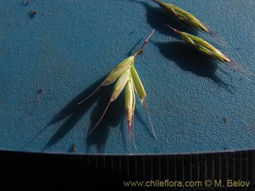 Poaceae sp. #2175的照片