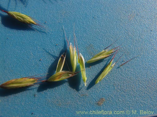 Poaceae sp. #2175의 사진