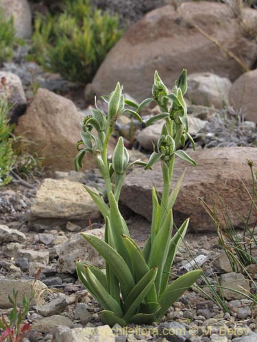 Фотография Chloraea viridiflora (Orquidea de flor verde). Щелкните, чтобы увеличить вырез.