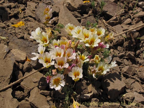 Bild von Tropaeolum sessilifolium (Soldadito de cordillera). Klicken Sie, um den Ausschnitt zu vergrössern.