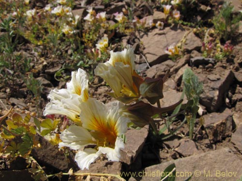 Imágen de Tropaeolum sessilifolium (Soldadito de cordillera). Haga un clic para aumentar parte de imágen.