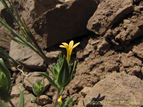 Фотография Collomia cavanillesii (Collomia amarilla). Щелкните, чтобы увеличить вырез.