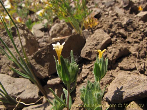 Image of Collomia cavanillesii (Collomia amarilla). Click to enlarge parts of image.