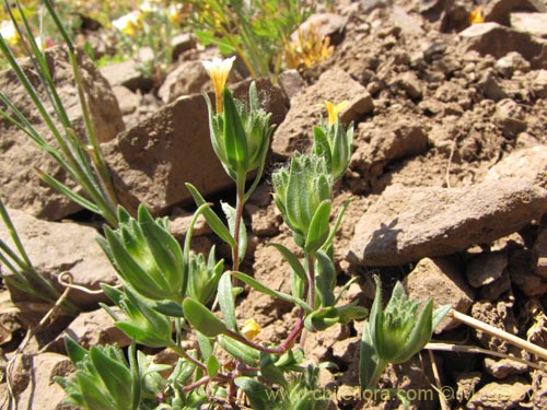 Bild von Collomia cavanillesii (Collomia amarilla). Klicken Sie, um den Ausschnitt zu vergrössern.