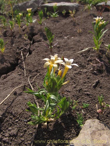 Bild von Collomia cavanillesii (Collomia amarilla). Klicken Sie, um den Ausschnitt zu vergrössern.