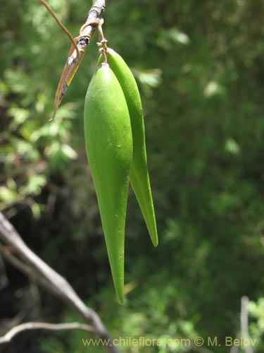 Фотография Diplolepsis menziesii (Voqui amarillo / Voquicillo). Щелкните, чтобы увеличить вырез.