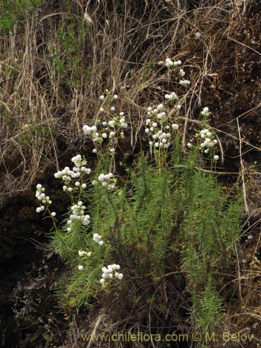 Фотография Calceolaria alba (). Щелкните, чтобы увеличить вырез.