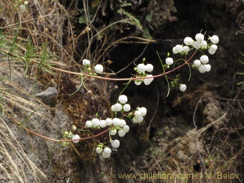 Image of Calceolaria alba (). Click to enlarge parts of image.