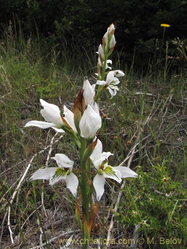 Chloraea longipetala의 사진