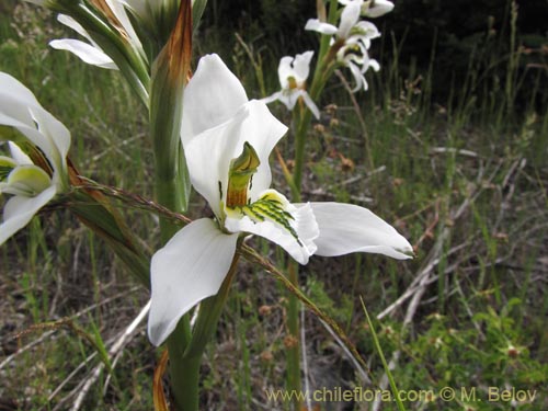 Bild von Chloraea longipetala (). Klicken Sie, um den Ausschnitt zu vergrössern.