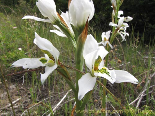 Bild von Chloraea longipetala (). Klicken Sie, um den Ausschnitt zu vergrössern.