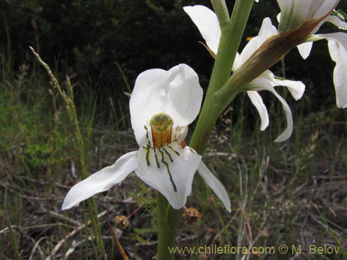 Bild von Chloraea longipetala (). Klicken Sie, um den Ausschnitt zu vergrössern.