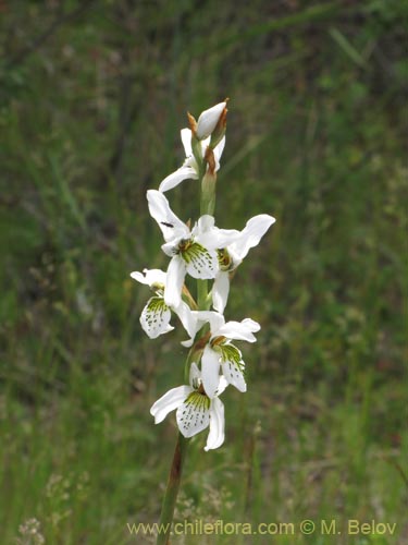 Bild von Chloraea longipetala (). Klicken Sie, um den Ausschnitt zu vergrössern.