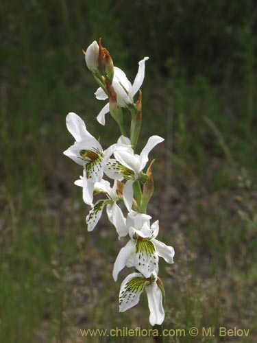 Bild von Chloraea longipetala (). Klicken Sie, um den Ausschnitt zu vergrössern.